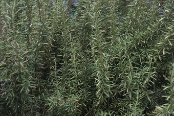 ローズマリーを料理に使ってみようと思う