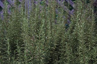 私はローズマリーが大好きで