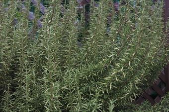 きれいなローズマリーだと思いました