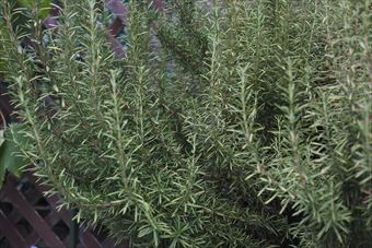 ラティスの前のローズマリー