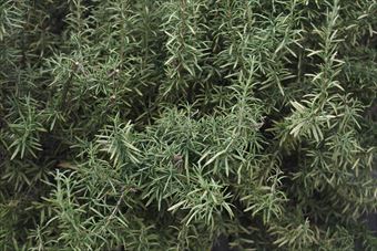 ローズマリーが茂っている