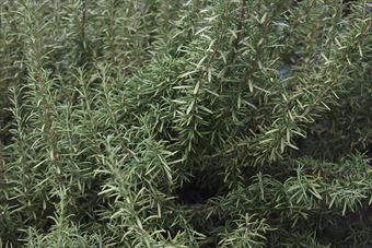 大きく育ったローズマリー