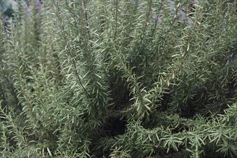 ローズマリーはラベンダーより暑さに強いと思う