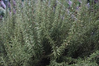 ローズマリーは暑さにも割と強いな