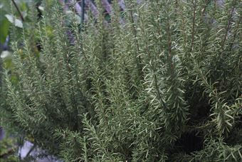 ローズマリーは日当たりが好きみたい