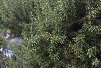 ローズマリーは料理にも使えます