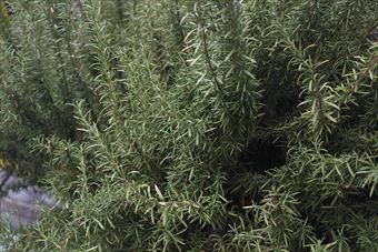 ローズマリーは香がいいです