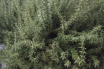 美しいローズマリー