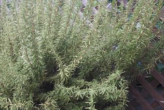 見事だな、ローズマリー