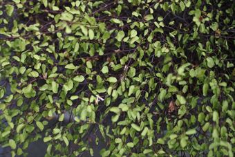 珍しいワイヤープランツ