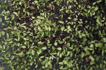 ワイヤープランツです