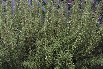 きれいなローズマリーだなあと思ったので写真に撮りました