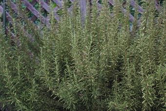 ローズマリーが好き