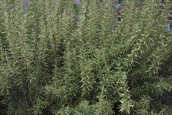 ローズマリーが美しい