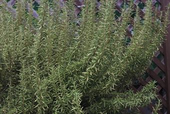 ローズマリー。ラティスの前