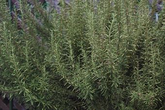 ラティスとローズマリー