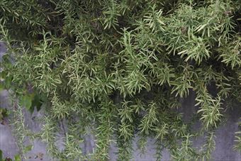 すごいローズマリー