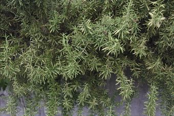 素晴らしいローズマリー