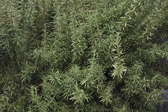 ローズマリーは日当たりのよいところで育ててください