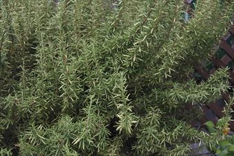 ローズマリーは日当たりが大好き