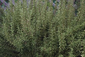 ラティスを突き破って日を求めているローズマリー