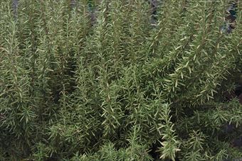 とっても大きなローズマリー