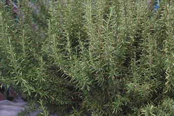 ある民家のローズマリー。許可をもらって撮影しました