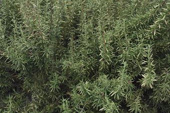 ローズマリー。これで１本の木