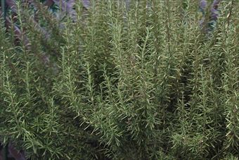 大きなローズマリーでした