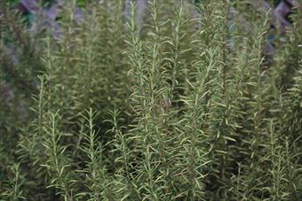 ローズマリーがいい香り