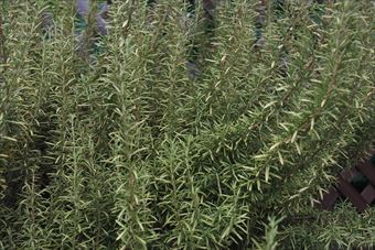 ラティスの前にローズマリー