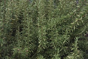 いい香りだよねローズマリーって