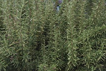 １０年以上育てているローズマリーだそうです