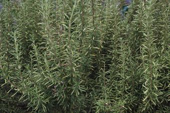 見事なローズマリー