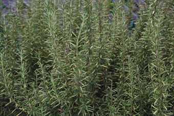 ローズマリーを見かけました