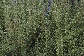 きれいなローズマリーです