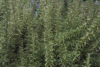 きれいに大きくなったローズマリーを発見