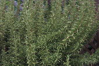 ローズマリーとラティス。見事です