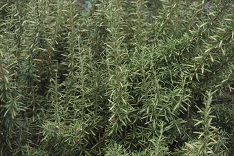 ハーブは世話いらず。ローズマリーもしかり。