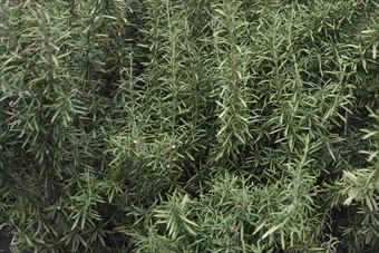 ローズマリーが好き