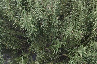 ローズマリーがあると料理にも使えて便利