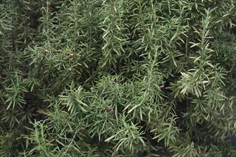 ローズマリーは世話いらず。