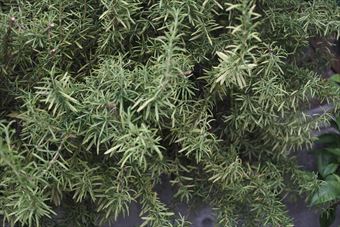 ローズマリーは日当たりがよければほっといても育ちます