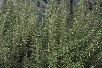 ローズマリーはハーブで育てやすい