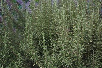 ローズマリーの緑がきれい。