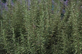 ローズマリーは日当たりが悪いと育ちにくいな