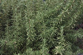 ローズマリーは乾燥に強いです