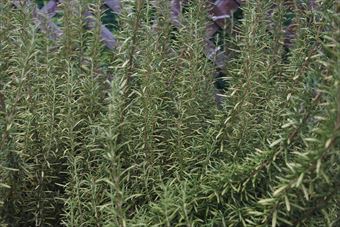 ローズマリーは育てやすいです