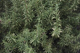 ローズマリーはハーブです