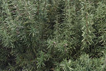 ローズマリーは料理にも使えます